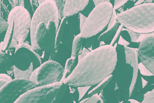 Bezpłatne Zielona Roślina Kaktusa Zdjęcie z galerii