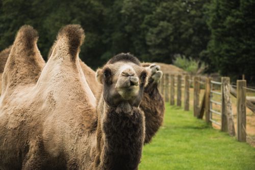 Free Close-up of a Bactrian camel in a grassy pasture, showcasing its unique humps and thick fur. Stock Photo