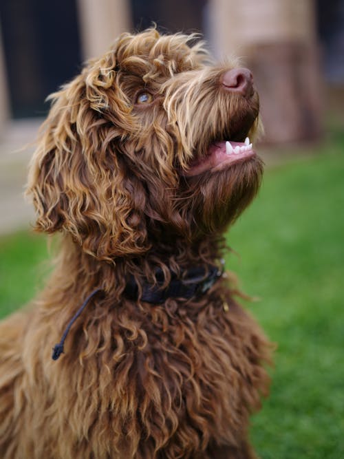 Kostnadsfri bild av brun hund, canidae, däggdjur