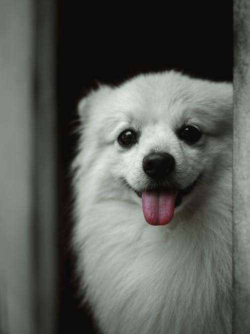 Ücretsiz beyaz köpek, dikey atış, dil dışarı içeren Ücretsiz stok fotoğraf Stok Fotoğraflar