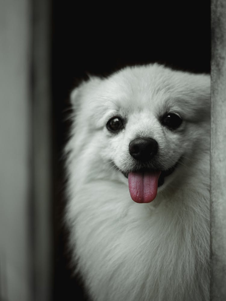 White Pomeranian Puppy In Close Up Photography