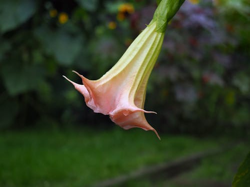Free stock photo of flowering, poisonous