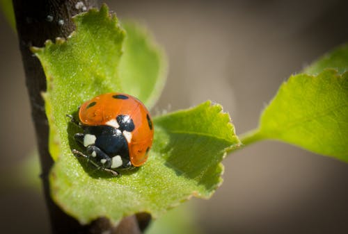 Photos gratuites de coccinelle été feuille rouge vert