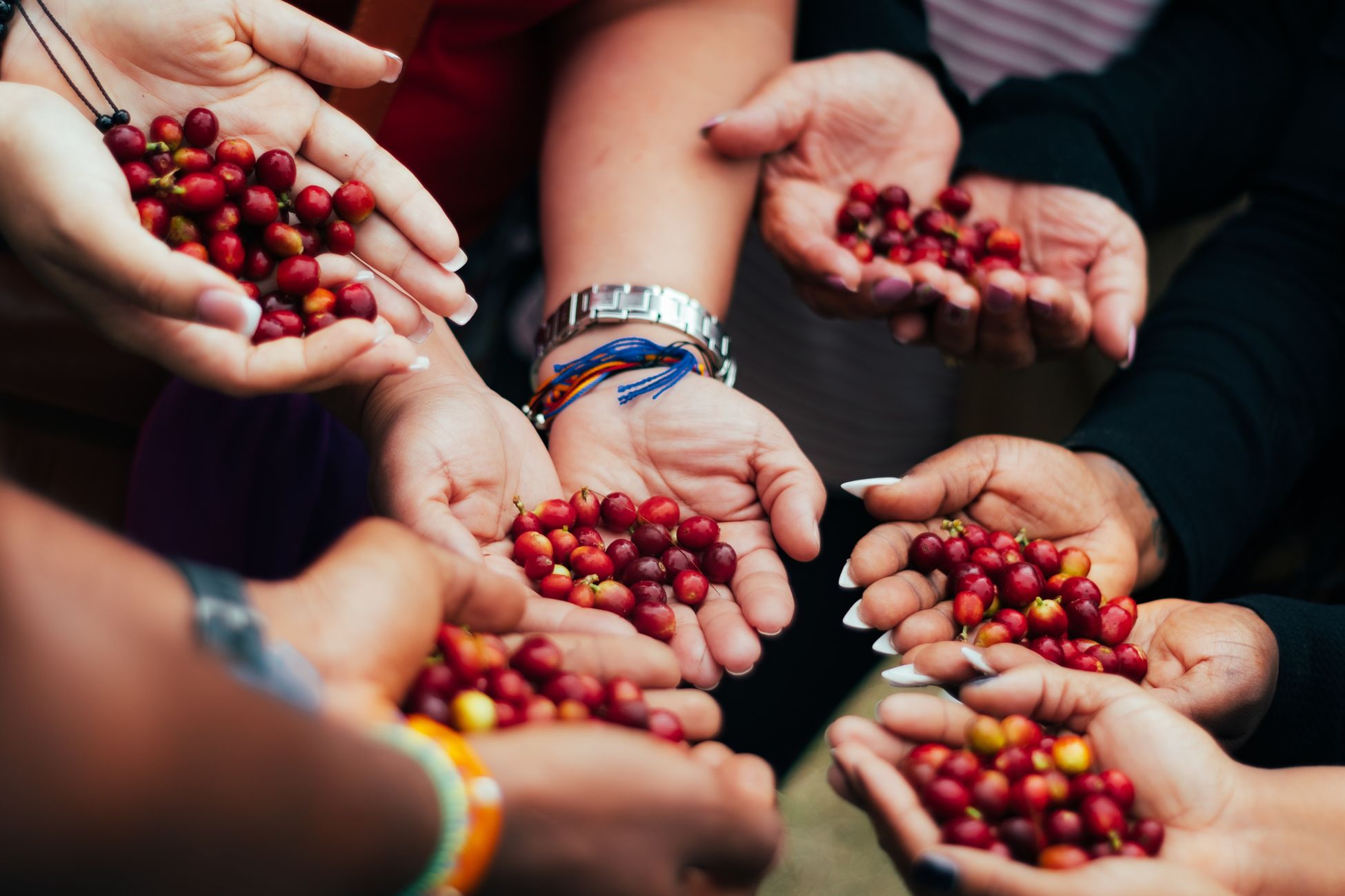 Diverse hands holding ripe coffee cherries, symbolizing community and harvest.