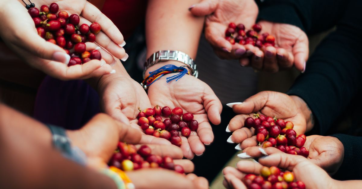 Factores que han llevado al café hondureño a conquistar mercados internacionales Factores que han llevado al café hondureño a conquistar mercados internacionales