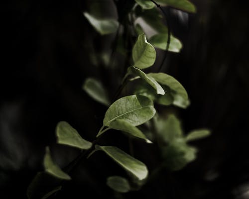 Green Leaves in Black Background