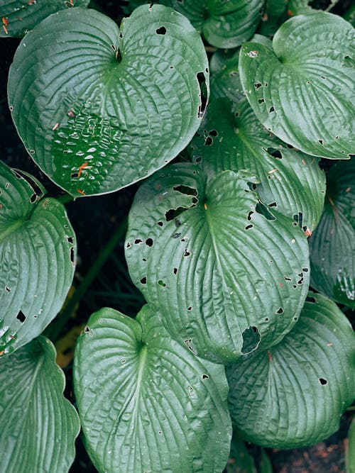 Close-Up Shot of Hosta Sieboldiana Leaves
