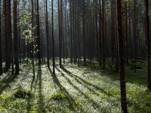 Kostnadsfri bild av frodig, gräs, landskap