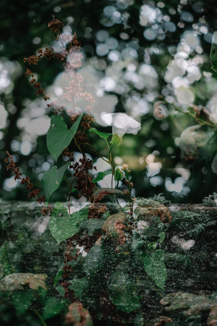 Plants Around Trunk