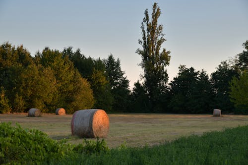 Free Hay Bales on a Green Field Stock Photo