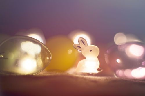 Free stock photo of bunny, colors, dark Stock Photo