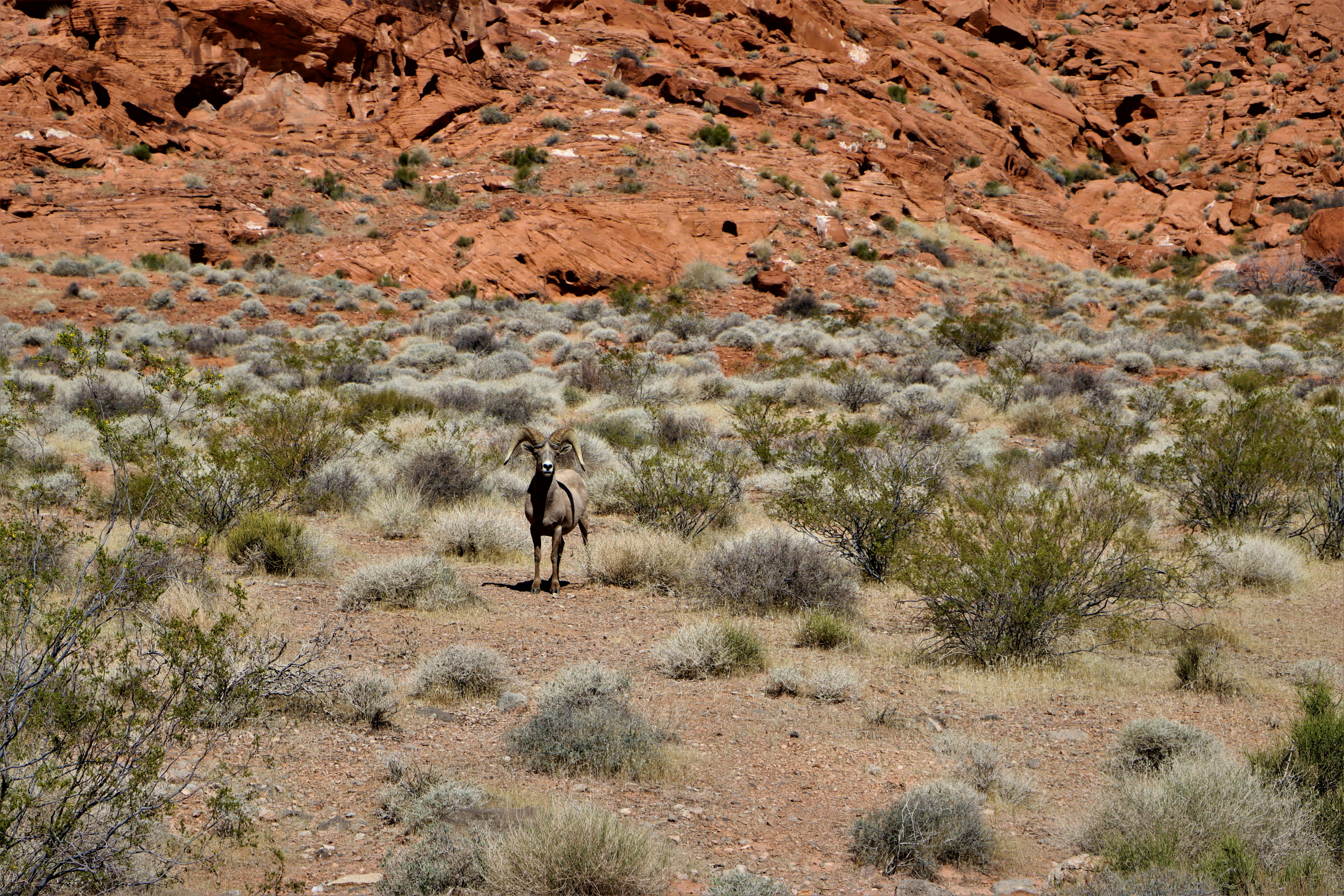 Gratuit Photos gratuites de à distance, animal, aride Photos