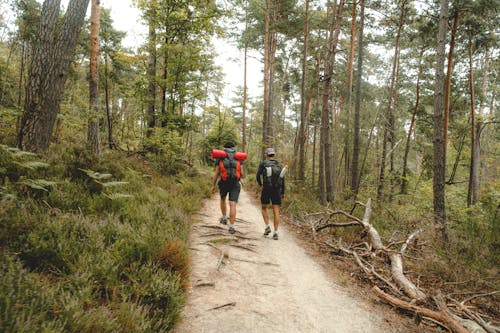 Men Hiking in the Forest 