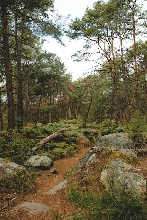 Ingyenes stockfotó erdei ösvény, erdő, fák témában Stockfotó