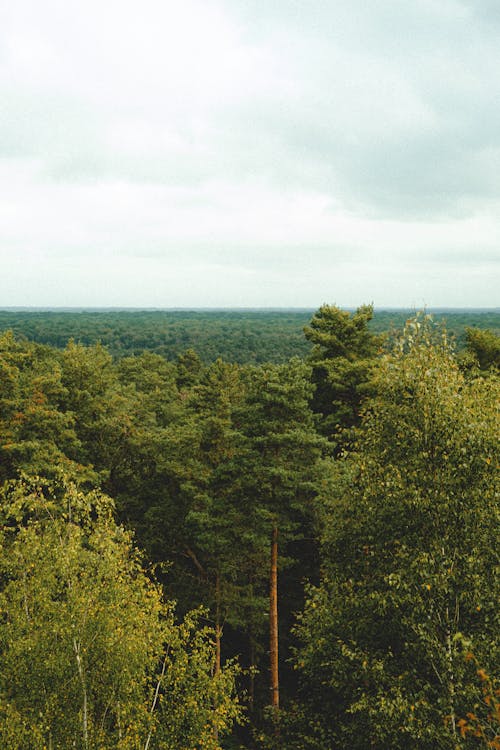 Foto profissional grátis de árvores verdes, aumento, céu branco