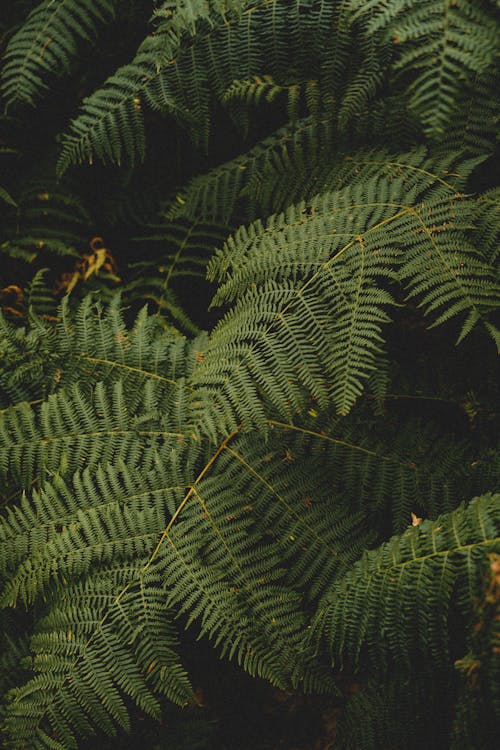 Darmowe zdjęcie z galerii z bujny, liść palmy, liście