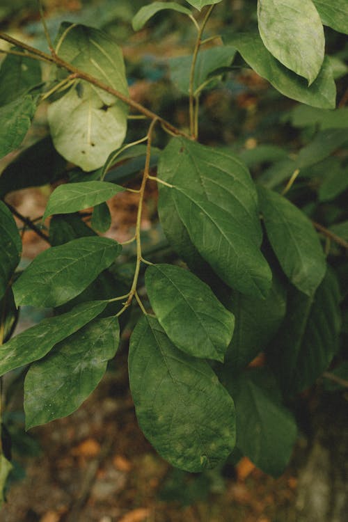 Kostnadsfri bild av ådror, frodig, gröna löv
