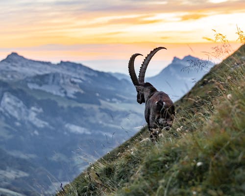 Gratis arkivbilde med alpine ibex, dyr, dyrefotografering