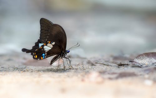 Black and White Butterfly on White Sand