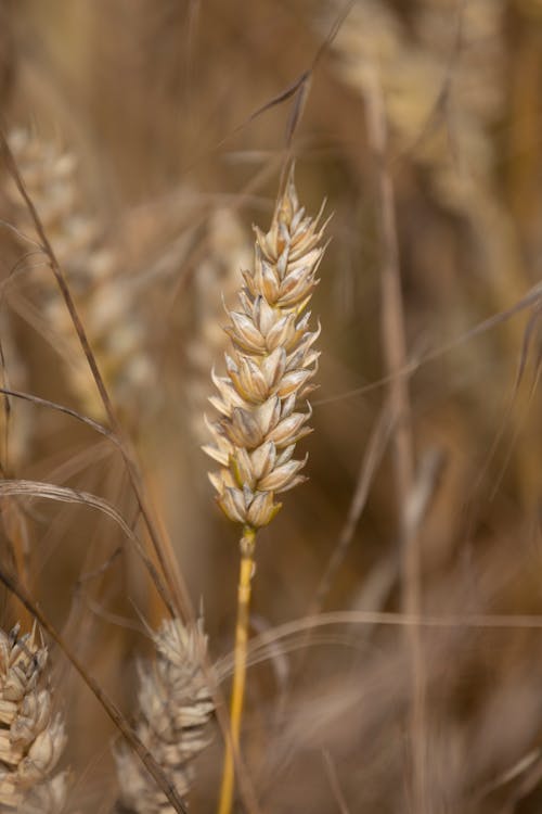 Brown Wheat in Close Up Photography