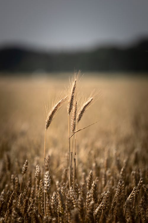 垂直拍摄, 天性, 小麥 的 免费素材图片