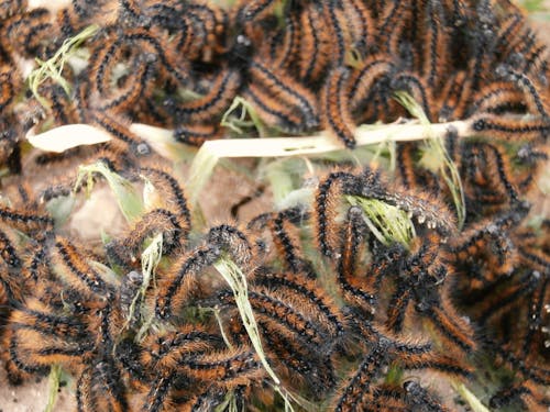 Free stock photo of hairy caterpillar