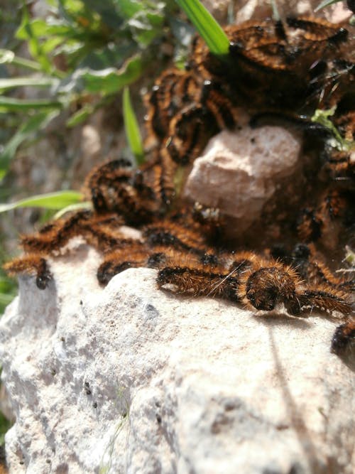 Free stock photo of hair caterpillar