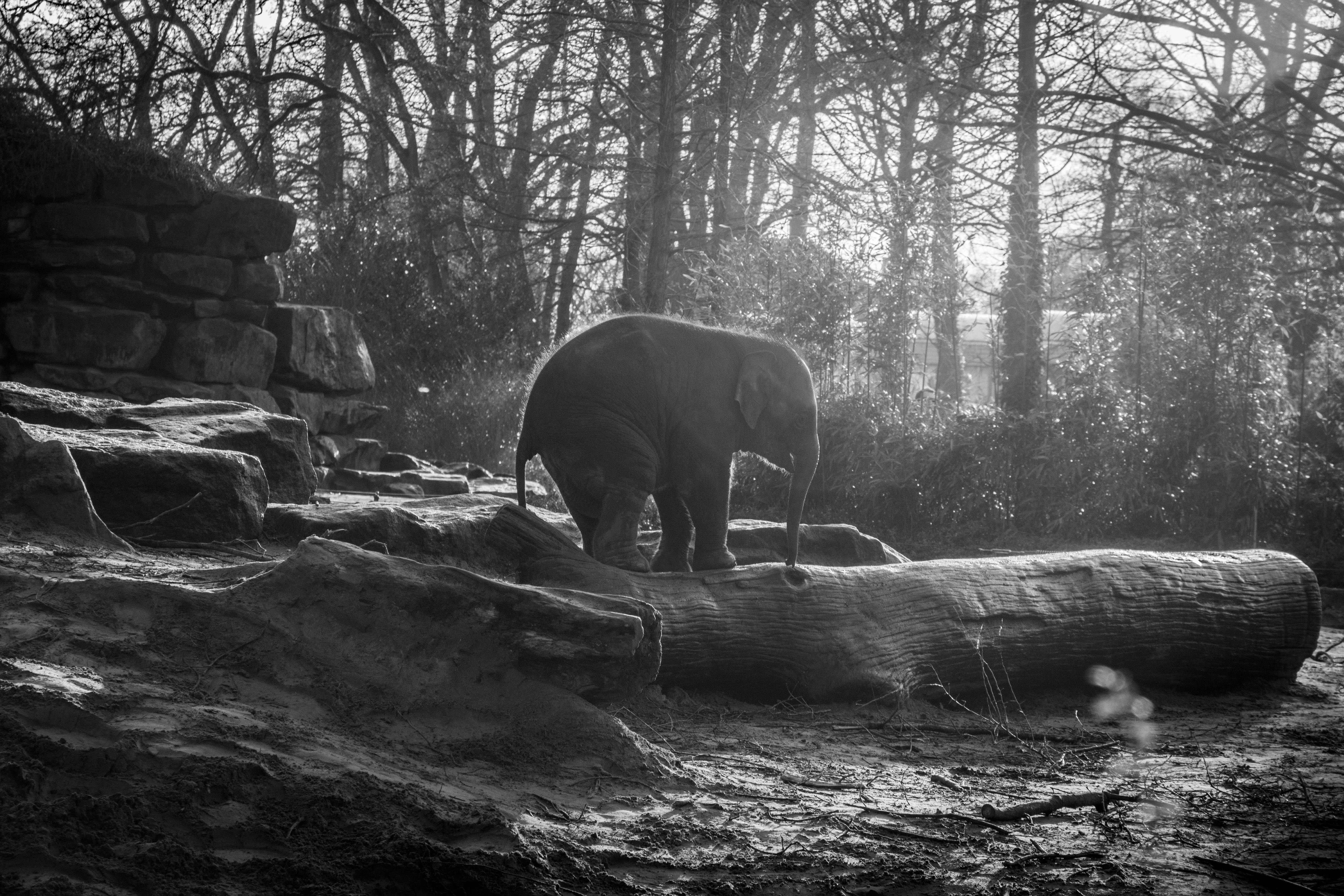 Grayscale Photo of 2 Elephants  Free Stock Photo