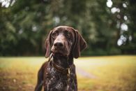 Brown and White Short Coated Dog