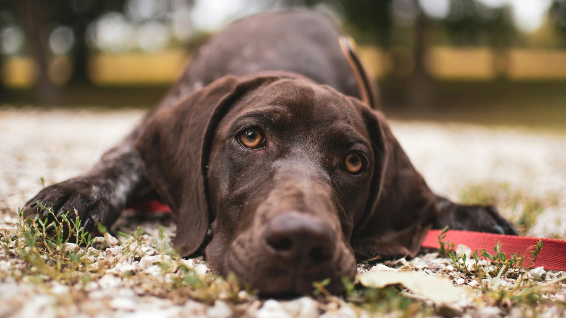 Close Up Photo of Dog Lying on the Ground