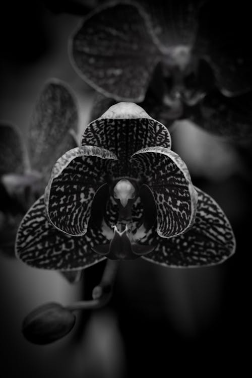 Ilmainen kuvapankkikuva tunnisteilla harmaasävyt, kasvikunta, koi orkidea Kuvapankkikuva
