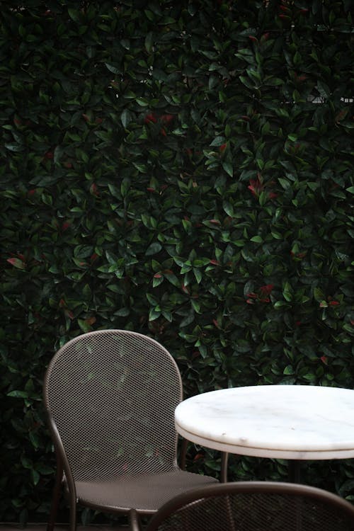 Foto profissional grátis de cadeira, cerca viva, jardim