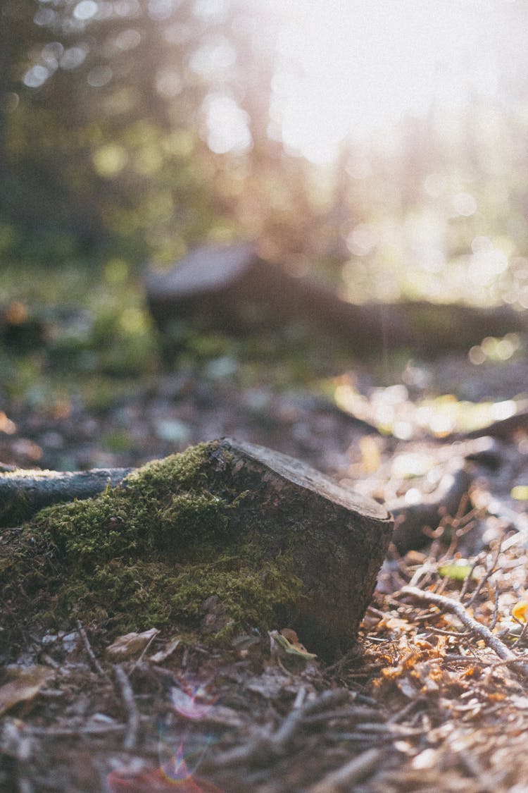 Close Up Of A Trunk In A Forest