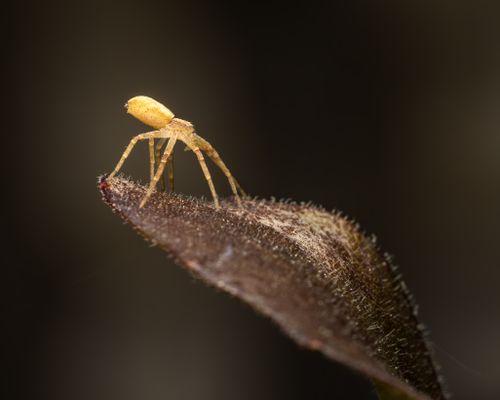 Free Detailed macro shot of a yellow spider perched on a textured leaf. Stock Photo