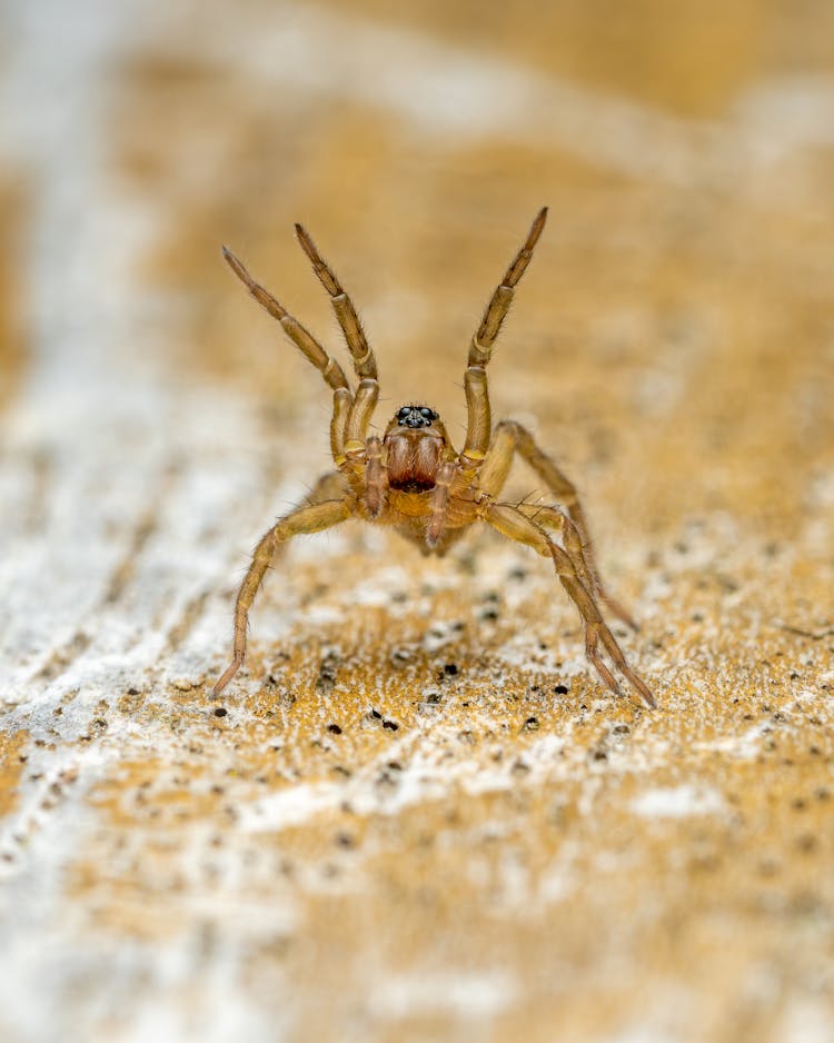 Close Up Of Spider