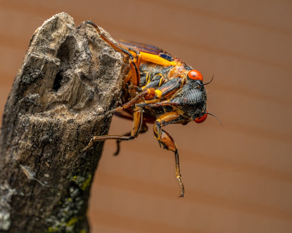 Extreme Close up of an Insect · Free Stock Photo