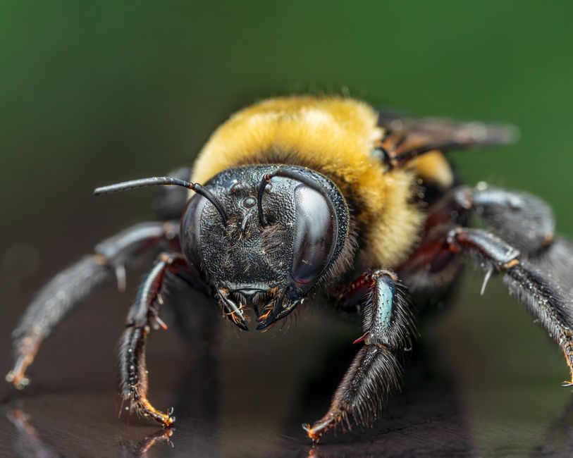 Carpenter Bee - carpenter bees sting treatment