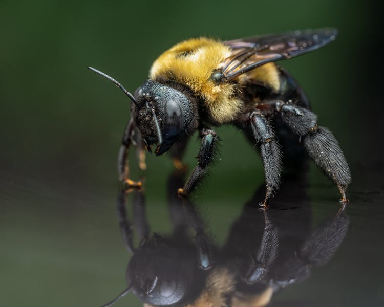 Macro Of Bee On Blur Background