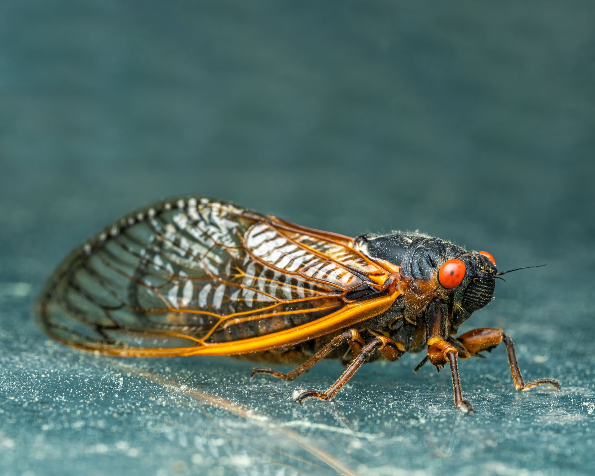 Macro shot of a cicada showing intricate wing patterns and red eyes.