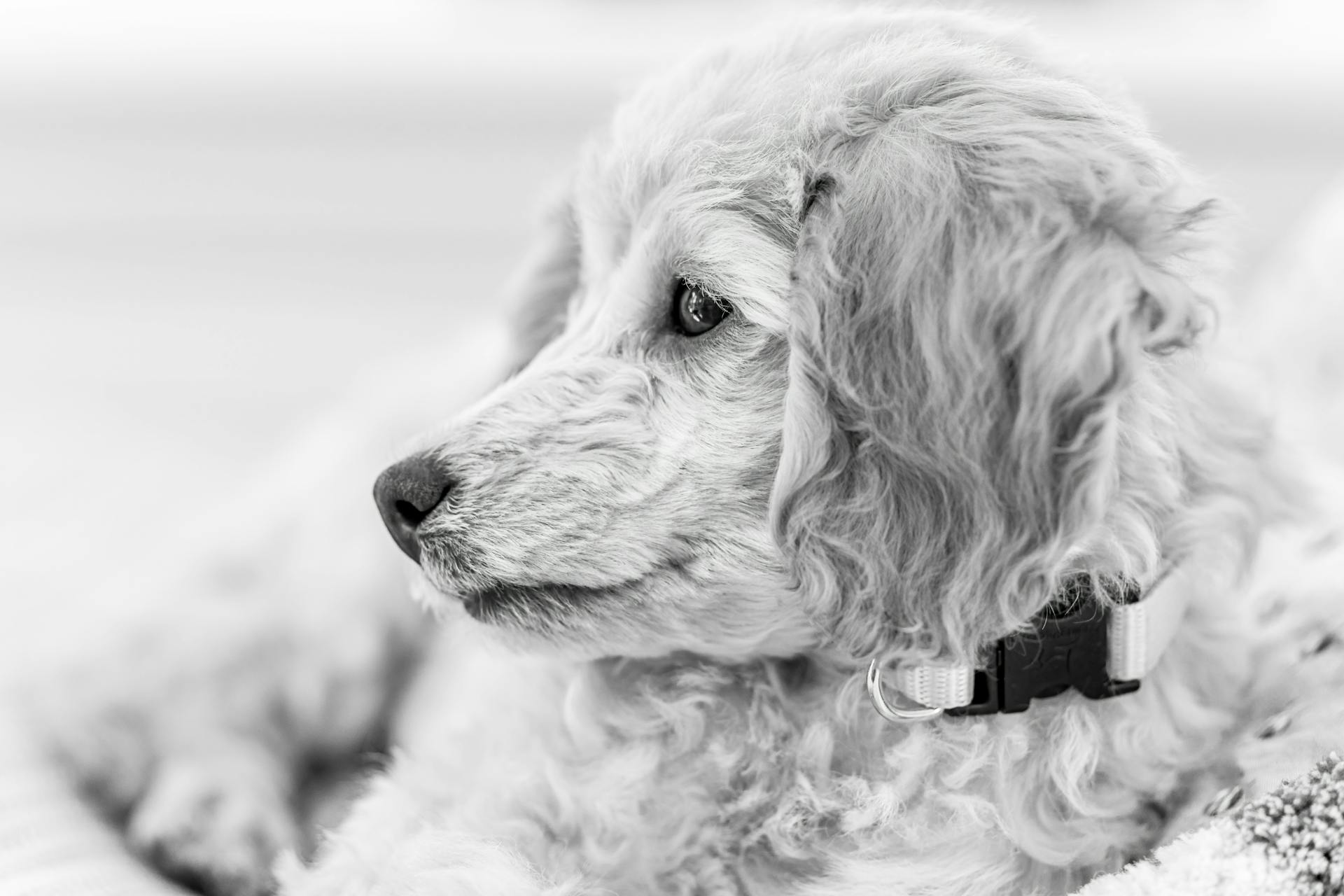 Grayscale Photo of Long Coated Dog With White Collar