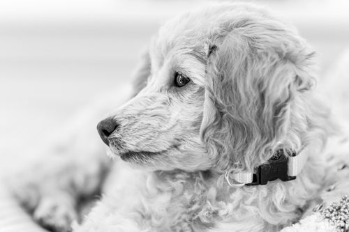 Free Adorable curly-haired poodle puppy in a monochrome portrait, side view. Stock Photo