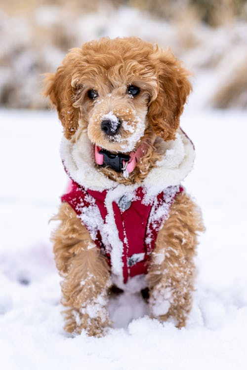 Brown and White Long Coated Dog in Red and White Harness Sitting on Snow Covered Ground 