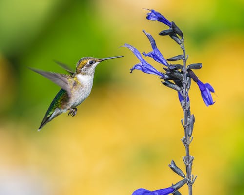 A Hummingbird Hovering Over A Purple Flower