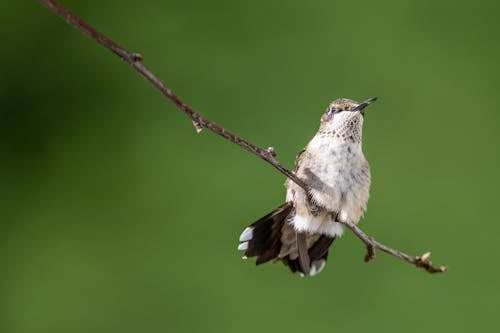 Brown and White Bird on a Tree Branch