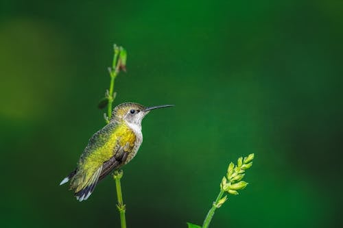 A Hummingbird Perched on a Plant