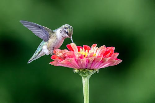 Gray and White Hummingbird Perched On A Pink Flower