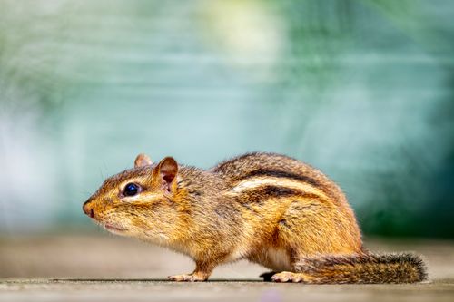 Free Close-up side view of a chipmunk with blurred background highlighting its natural fur coat. Stock Photo