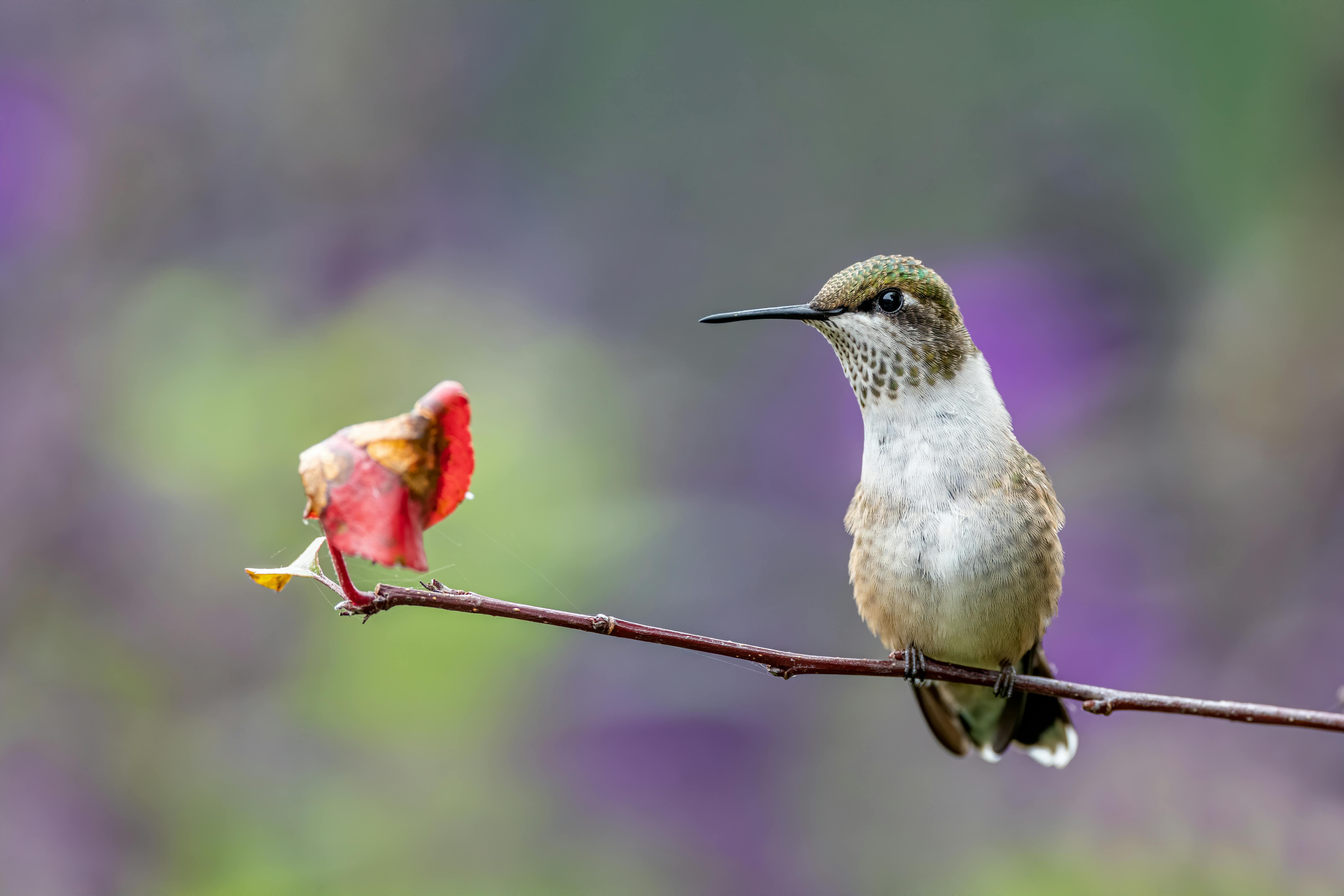 white and brown bird on a tree branch