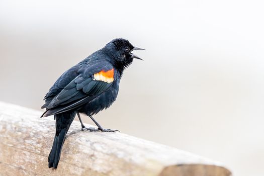 Close up of Black Bird