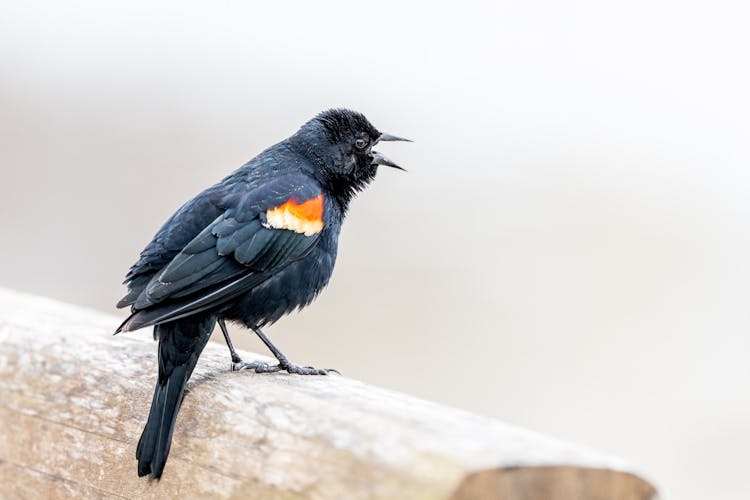 Close Up Of Black Bird